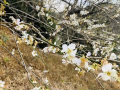 -广州市流溪河国家森林公园