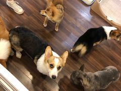 -柯斗斗主题餐厅·狗咖·围炉煮茶·茶饮(国瑞升平里店)