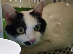 -艾贝尔宠物医院·24H转诊中心·肿瘤猫专科(江宁双龙店)