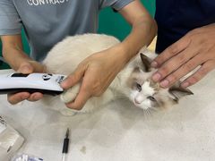 -乐琪宠物医院·犬猫专科·骨外科·急重症