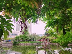 -嘉定紫藤园