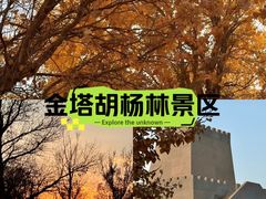-金塔沙漠胡杨林景区