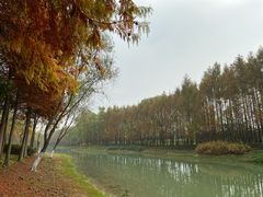 -贡湖湾湿地公园