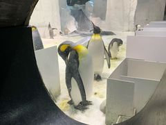 -大连圣亚海洋世界