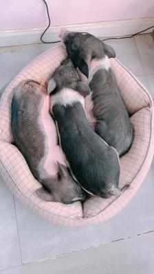 cute duck club·冲鸭俱乐部-"撸鸭子!撸鸭子!