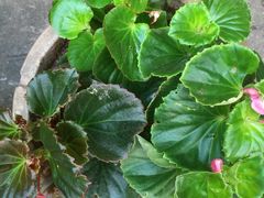 -龙大花卉苗木市场