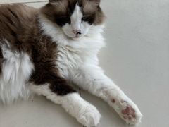 -怪兽屋·羊驼·猫咖·狗咖(俊华广场店)