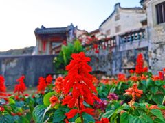 -雁南飞茶田景区