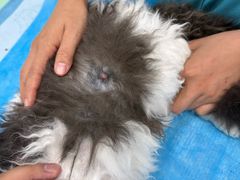 -艾贝尔宠物医院·24H转诊中心·肿瘤猫专科(江宁双龙店)