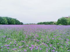 -曲江薰衣草庄园