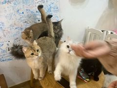 -李小姐の猫咖啡馆(五角场店)