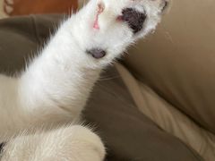 -1013 PET SHOP 宠物商店(近铁城市广场店)