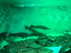 -太平洋海底世界