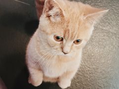 -十年猫舍·猫咪专门店(普陀店)