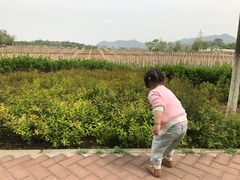 -北京张裕爱斐堡酒庄