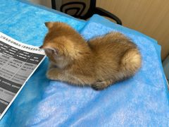 -瑞派·关忠动物医院·猫专科·犬专科(三环新城店)