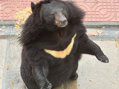 -西霞口神雕山野生动物世界