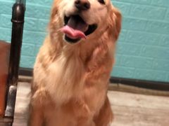 -百好乐宠物友好餐厅(朝外大街店)