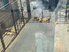 -大连森林动物园