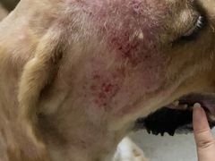 -瑞鹏宠物医院·爱宠堂(环西分院)