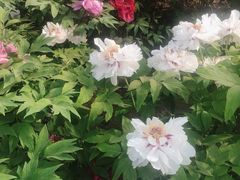 -莲花池公园