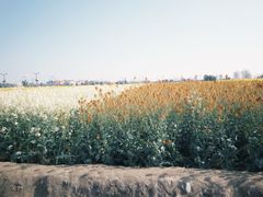 -中国天府农业博览园