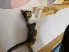 -滚猫咖啡·猫咖·猫友好撸猫(未来城店)
