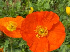 -紫颐香薰山谷景区