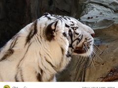 -麒麟中餐厅·经典粤菜·地道菜式老字号(广州长隆酒店)