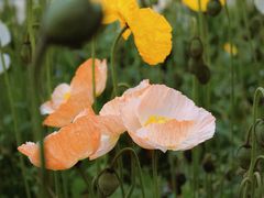 -名花谷生态庄园