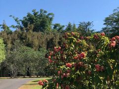 -中国科学院西双版纳热带植物园