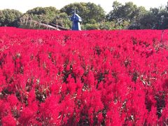 -广州市流溪河国家森林公园