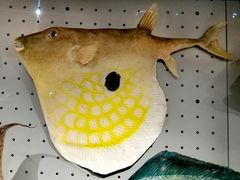 -贝林大翅鲸简餐厅(国家海洋博物馆店)