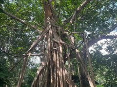 -中国科学院西双版纳热带植物园