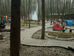 -合肥滨湖国家森林公园