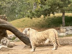 -北京野生动物园