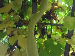 -金刚山烧烤(红旗大街店)