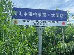 -南汇水蜜桃采摘(大团店)