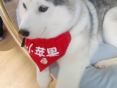 -Husky Go! 哈士奇体验馆·宠物咖啡厅狗咖