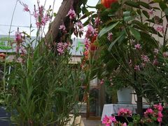 -三圣花乡旅游区