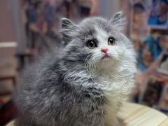 -三花喵·撸猫购宠·宠物生活馆(虹桥南丰城店)