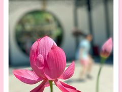 -上海醉白池公园
