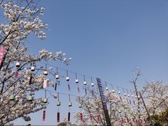 -顾村公园