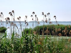 -西京湾花海
