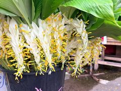-瓦洛洛传统市场