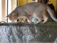 -猫色咖啡·猫咖