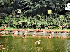 -广州长隆飞鸟乐园