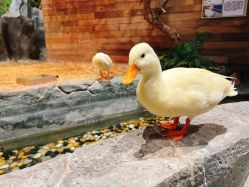 -Zoolung Zoolung动物主题公园(海信广场店)