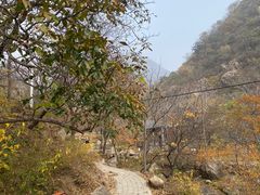 -大岭沟猕猴桃谷风景区