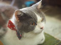 -猫咪博物馆(顶澳仔猫街店)